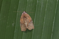 Gonodes obliqua