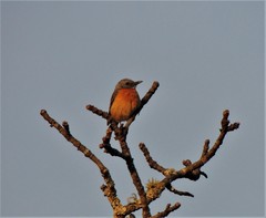 Monticola angolensis