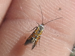 Neoheliodines hodgesi