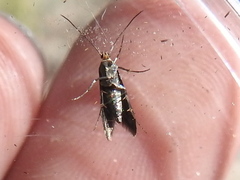 Neoheliodines hodgesi