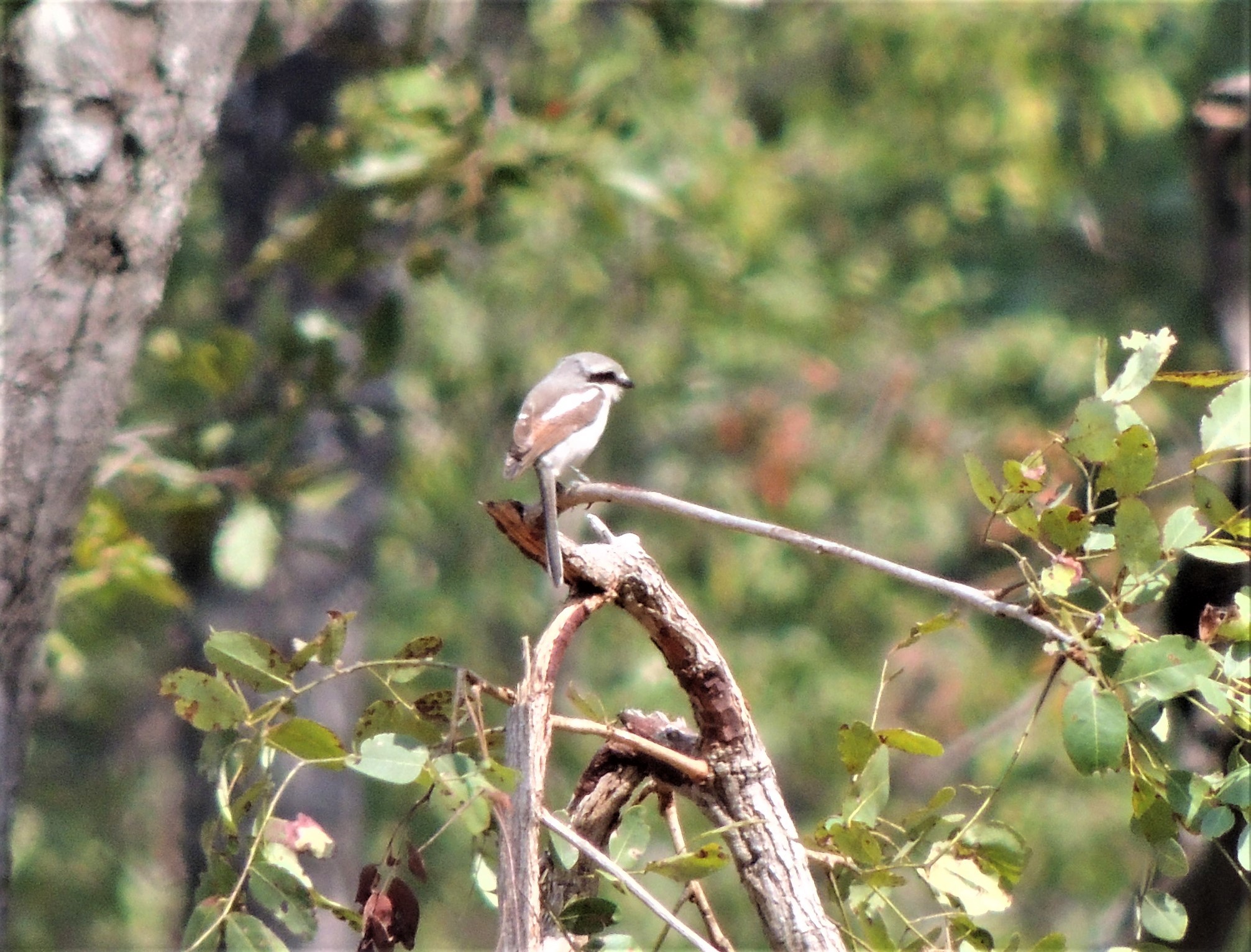 Souza's Shrike