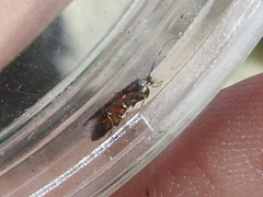 Neoheliodines hodgesi