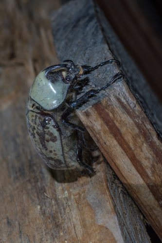 Grant's Hercules Beetle photo 2