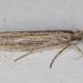Ypsolopha buscki - Photo (c) Gary Nunn, some rights reserved (CC BY-NC), uploaded by Gary Nunn