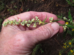 Artemisia ludoviciana redolens