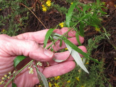 Artemisia ludoviciana redolens