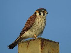 Falco sparverius paulus