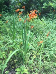 Crocosmia aurea aurea