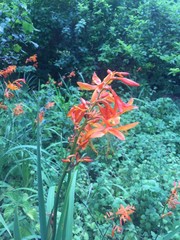 Crocosmia aurea aurea