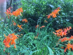 Crocosmia aurea aurea