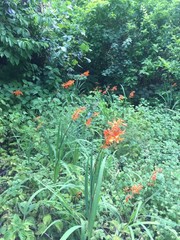Crocosmia aurea aurea