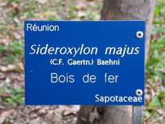 Sideroxylon majus