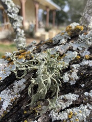 Ramalina fraxinea