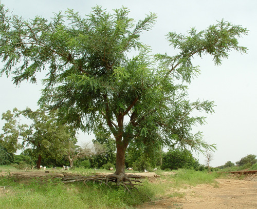 marula