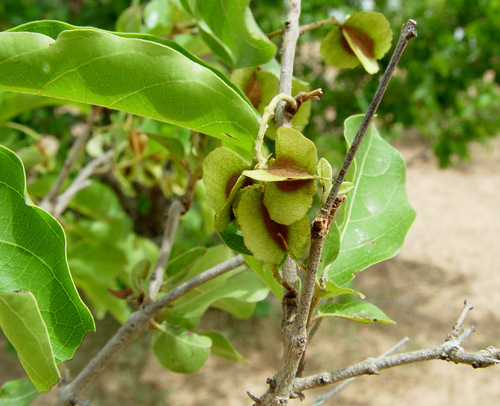Combretum micranthum