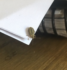 Xanthogaleruca luteola