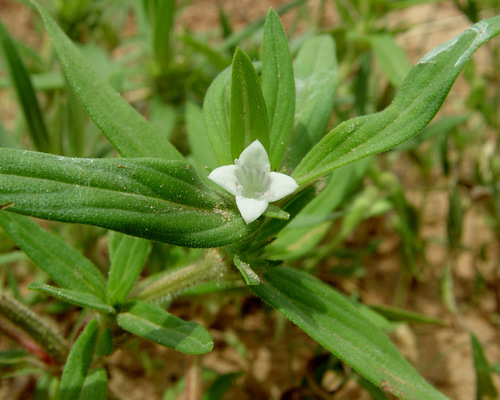 Spermacoce stachydea