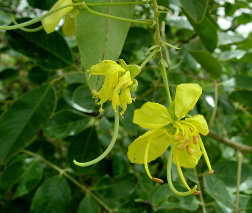 Cassia sieberiana