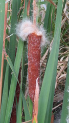 Typha domingensis
