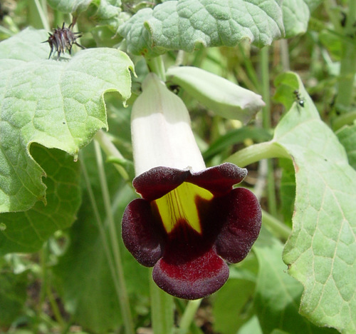 Rogeria adenophylla adenophylla