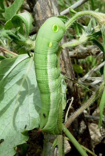 Vine Hawkmoth