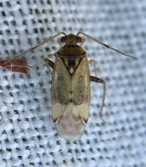 Pinalitus cervinus