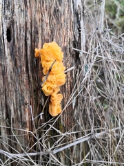 Tremella mesenterica