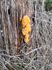 Tremella mesenterica