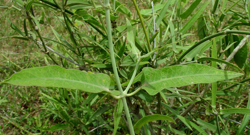 Leptadenia lanceolata