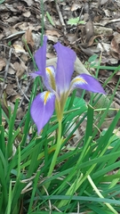 Iris unguicularis syriaca