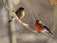 Eurasian Bullfinch photo 5