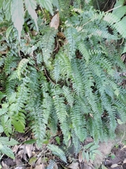 Hymenasplenium