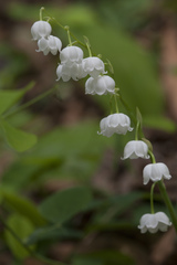 Convallaria keiskei