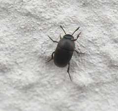 Ptomaphagus