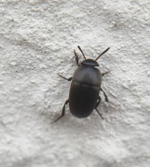 Ptomaphagus