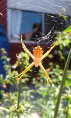 Argiope argentata