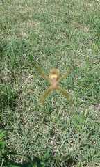 Argiope argentata