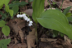 Convallaria keiskei