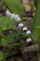 Convallaria keiskei