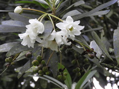 Drimys granadensis