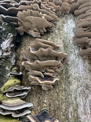 Trametes versicolor