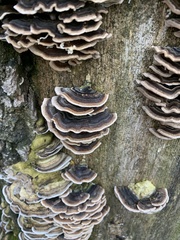 Trametes versicolor