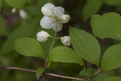 Philadelphus tenuifolius