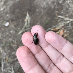 Carabidae