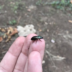 Carabidae