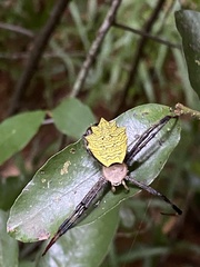 Argiopinae