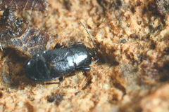 Plinthisus longicollis