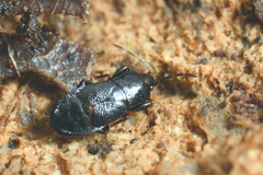 Plinthisus longicollis