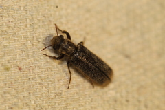 Melalgus plicatus