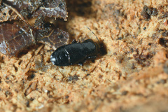 Plinthisus longicollis